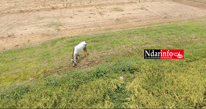 RIZICULTURE : 330 ha aménagements de la KOICA boostent le secteur à PODOR ( vidéo ) RIZICULTURE : 330 ha aménagements de la KOICA boostent le secteur à PODOR ( vidéo )