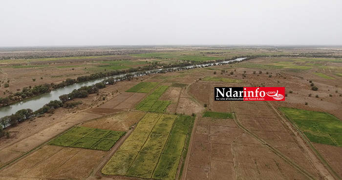 RIZICULTURE : 330 ha aménagements de la KOICA boostent le secteur à PODOR ( vidéo ) RIZICULTURE : 330 ha aménagements de la KOICA boostent le secteur à PODOR ( vidéo )