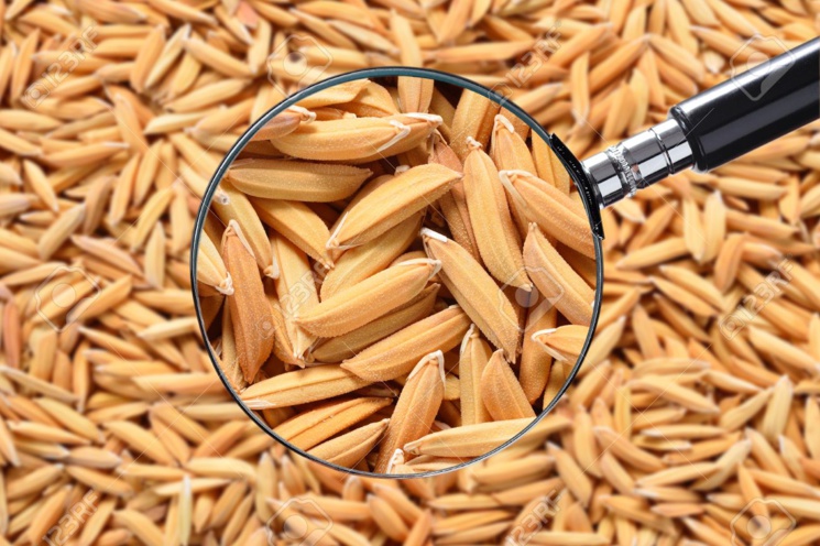 Le prix du riz Paddy sera fixé à 125 francs/le kg (ministre)