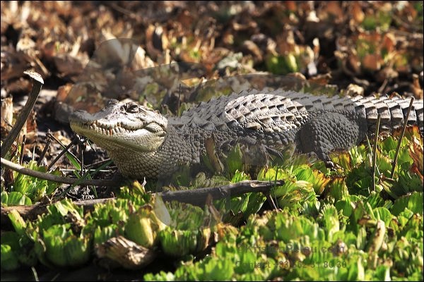 TOURISME : Djoudji n’abrite pas que des oiseaux