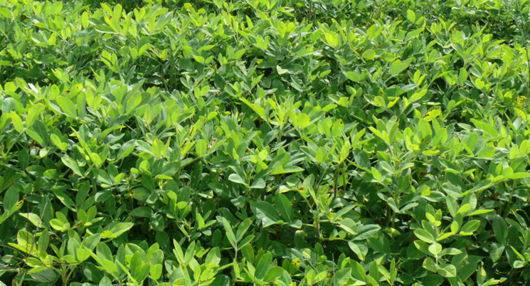 Saint-Louis : les semis en stade de "flétrissement" à cause d’une pause pluviométrique (DRDR) Saint-Louis : les semis en stade de "flétrissement" à cause d’une pause pluviométrique (DRDR)