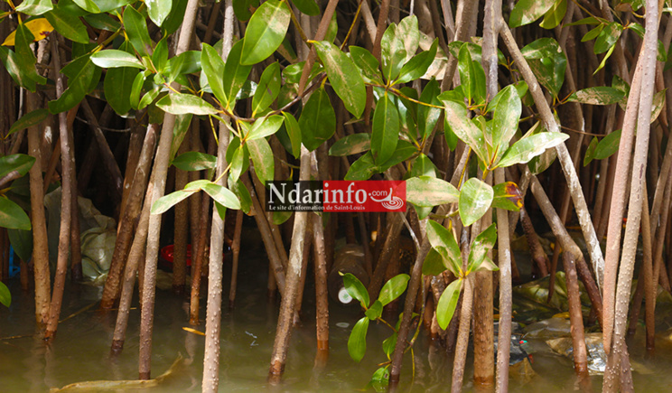 Saint-Louis : appel à davantage de sensibilisation pour une bonne gestion de l’écosystème Saint-Louis : appel à davantage de sensibilisation pour une bonne gestion de l’écosystème