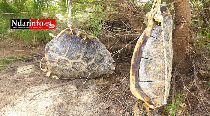 HYDROBASE : les rejets plastiques des visiteurs tuent deux tortues (photos)