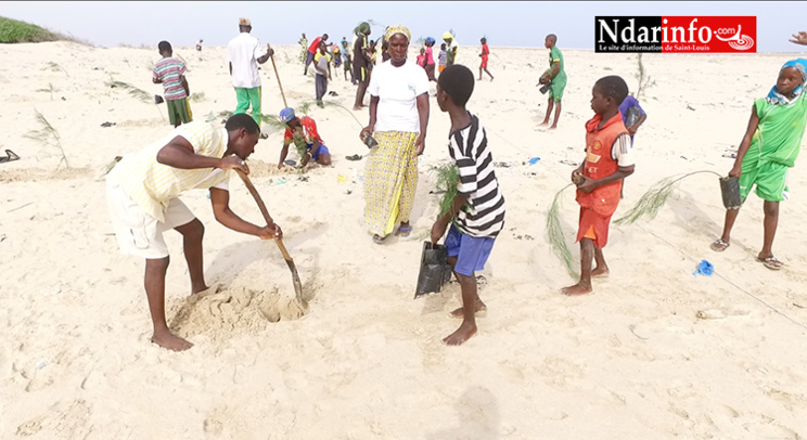 Lutte contre l’érosion côtière : près de 5.000 têtes de filaos plantées sur le littoral de  l’île Keur Bernard, ce matin (vidéo)