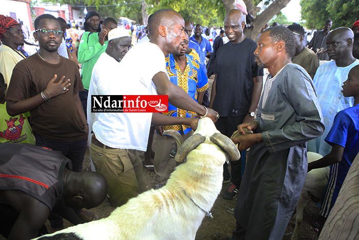 Au foirail de DAROU, Mansour FAYE achète un gros bélier à ... FCFA  (vidéo)