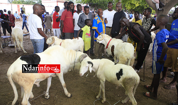 Au foirail de DAROU, Mansour FAYE achète un gros bélier à ... FCFA  (vidéo)