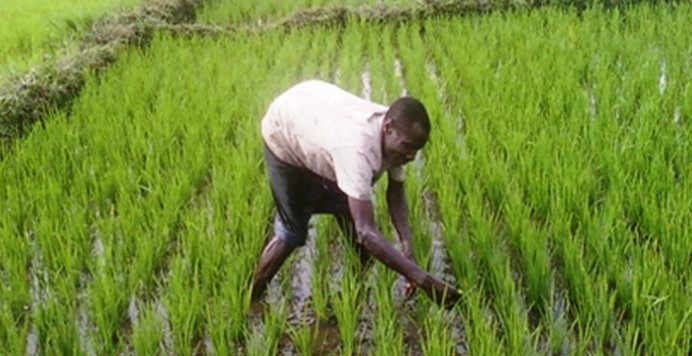 Autosuffisance en riz : les producteurs de Saint-Louis veulent un maintien de la cadence