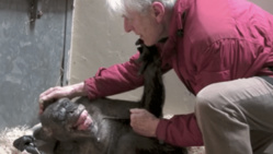 L'adieu émouvant d'un chimpanzé à son vieil ami ( vidéo )