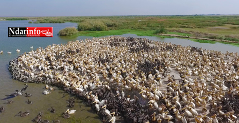 Le PARC DU DJOUDJ, une perle écologique menacée ( documentaire )