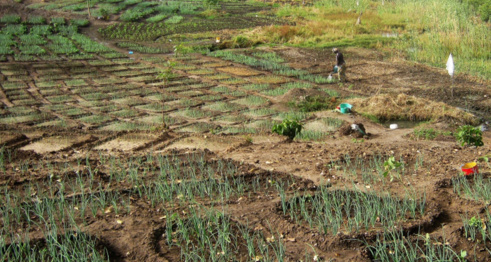 Dagana : Les producteurs réclament de bonnes semences