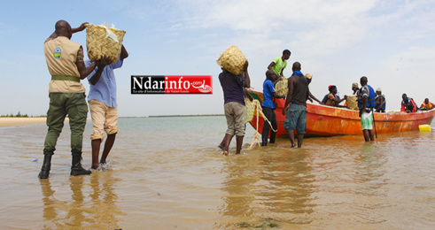 ACTION CITOYENNE : une mobilisation sociale nettoie l’Aire Marine Protégée de Saint-Louis (vidéo) ACTION CITOYENNE : une mobilisation sociale nettoie l’Aire Marine Protégée de Saint-Louis (vidéo)