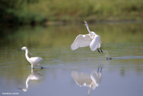 La réserve de NDIAEL a retrouvé l’eau qui "coule de source, ainsi que la présence des oiseaux migratoires" (UICN)