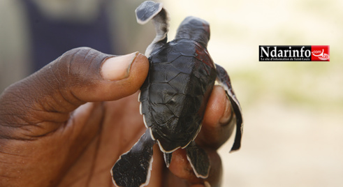 VIDÉO - Éclosion d’œufs de Tortues marines au Parc National de la Langue de Barbarie