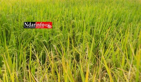 Gros importateur de riz, le Sénégal bientôt exportateur Gros importateur de riz, le Sénégal bientôt exportateur