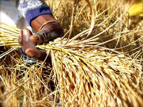 Agriculture : Le PAPRIZ2 donne ses lignes directrices pour l’autosuffisance et/ou l’exportation du riz sénégalais Agriculture : Le PAPRIZ2 donne ses lignes directrices pour l’autosuffisance et/ou l’exportation du riz sénégalais