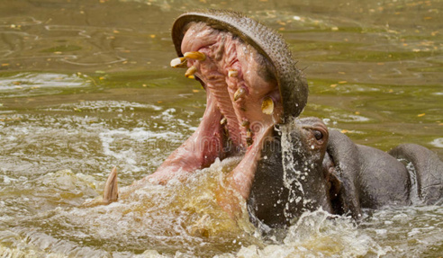 NDIAWDOUNE : un hippopotame écrase une pirogue. Le pêcheur …