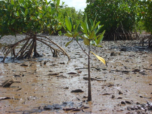 Une étude met en relief l’impact de la croissance démographique sur les ressources naturelles