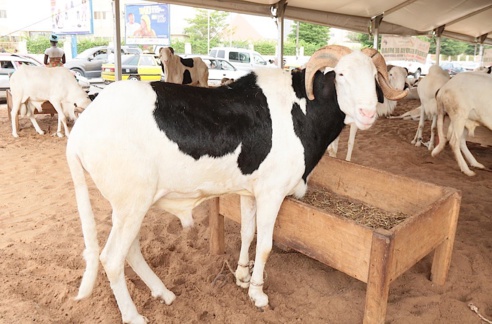 50 moutons géniteurs remis aux éleveurs de Saint-Louis