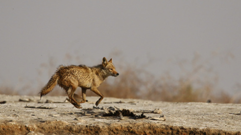 Kébémer : un chasseur de chacals se donne la mort après s’être tiré une balle dans le ventre Kébémer : un chasseur de chacals se donne la mort après s’être tiré une balle dans le ventre
