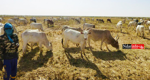 SOCIAL : les champs de SENHUILE abreuvent le cheptel ( photos ) SOCIAL : les champs de SENHUILE abreuvent le cheptel ( photos )