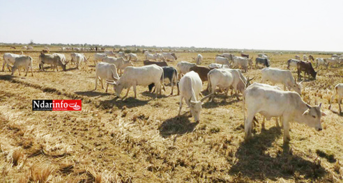 SOCIAL : les champs de SENHUILE abreuvent le cheptel ( photos ) SOCIAL : les champs de SENHUILE abreuvent le cheptel ( photos )