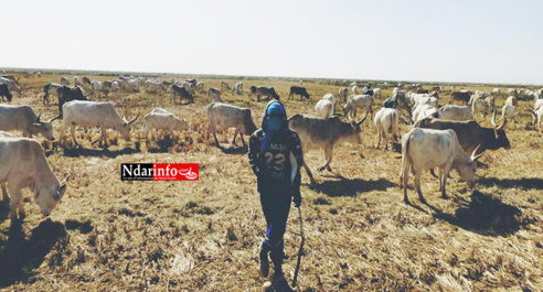 SOCIAL : les champs de SENHUILE abreuvent le cheptel ( photos ) SOCIAL : les champs de SENHUILE abreuvent le cheptel ( photos )