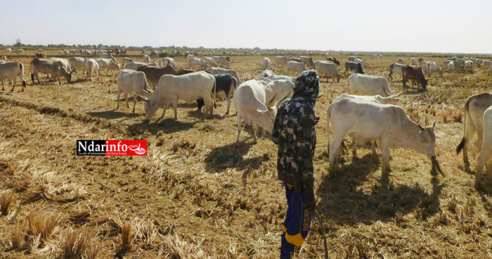 SOCIAL : les champs de SENHUILE abreuvent le cheptel ( photos ) SOCIAL : les champs de SENHUILE abreuvent le cheptel ( photos )