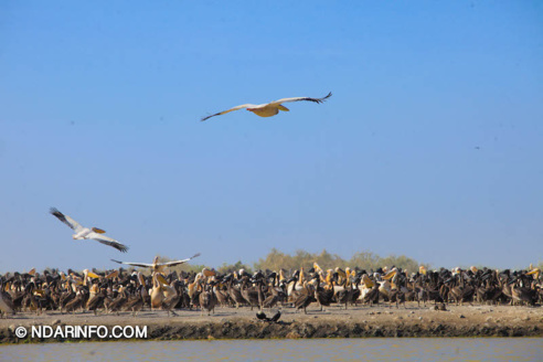 ÉCOLOGIE : Dénombrement des Oiseaux d’Eau du Parc du DJOUDJ (Images exclusives) 