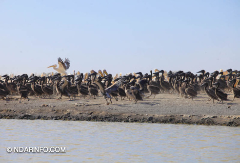 ÉCOLOGIE : Dénombrement des Oiseaux d’Eau du Parc du DJOUDJ (Images exclusives) ÉCOLOGIE : Dénombrement des Oiseaux d’Eau du Parc du DJOUDJ (Images exclusives)
