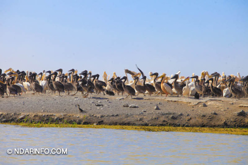 ÉCOLOGIE : Dénombrement des Oiseaux d’Eau du Parc du DJOUDJ (Images exclusives) ÉCOLOGIE : Dénombrement des Oiseaux d’Eau du Parc du DJOUDJ (Images exclusives)