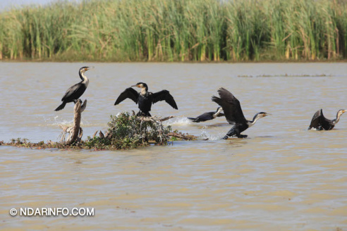 ÉCOLOGIE : Dénombrement des Oiseaux d’Eau du Parc du DJOUDJ (Images exclusives) 