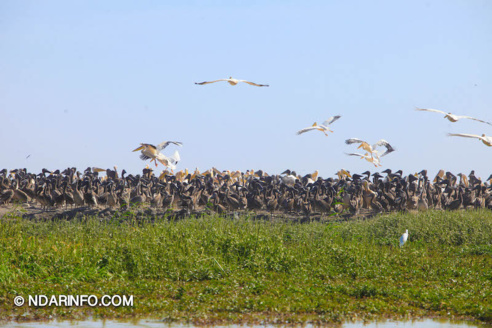 ÉCOLOGIE : Dénombrement des Oiseaux d’Eau du Parc du DJOUDJ (Images exclusives) ÉCOLOGIE : Dénombrement des Oiseaux d’Eau du Parc du DJOUDJ (Images exclusives)