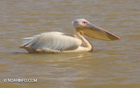 ÉCOLOGIE : Dénombrement des Oiseaux d’Eau du Parc du DJOUDJ (Images exclusives) ÉCOLOGIE : Dénombrement des Oiseaux d’Eau du Parc du DJOUDJ (Images exclusives)