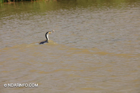 ÉCOLOGIE : Dénombrement des Oiseaux d’Eau du Parc du DJOUDJ (Images exclusives) 