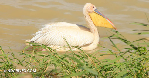 ÉCOLOGIE : Dénombrement des Oiseaux d’Eau du Parc du DJOUDJ (Images exclusives) 