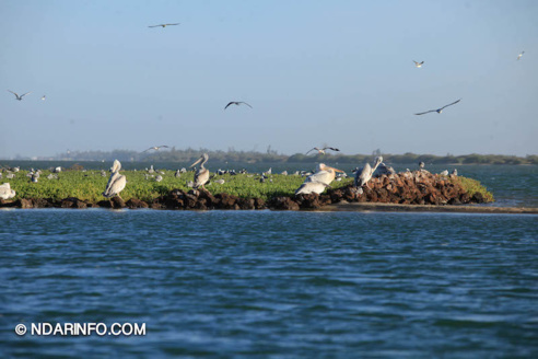 ÉCOLOGIE : À la découverte des colonies d’oiseaux qui peuplent l’îlot du PNLB (VIDÉO & PHOTOS )