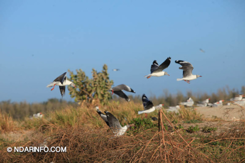ÉCOLOGIE : À la découverte des colonies d’oiseaux qui peuplent l’îlot du PNLB (VIDÉO & PHOTOS )