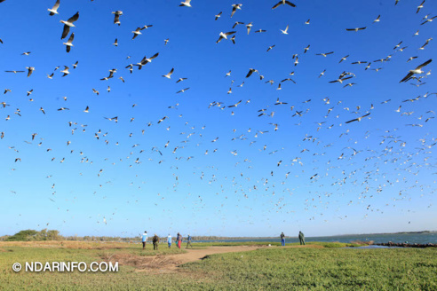 ÉCOLOGIE : À la découverte des colonies d’oiseaux qui peuplent l’îlot du PNLB (VIDÉO & PHOTOS )