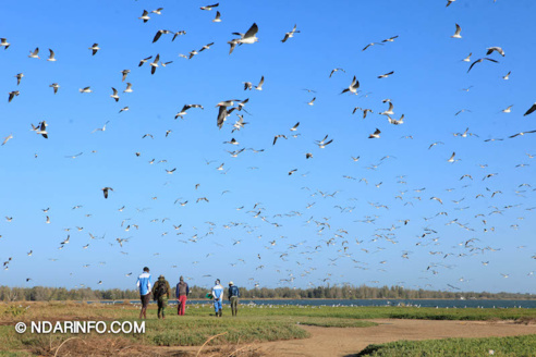 ÉCOLOGIE : À la découverte des colonies d’oiseaux qui peuplent l’îlot du PNLB (VIDÉO & PHOTOS )