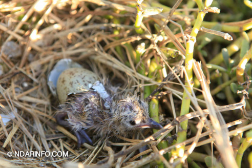 ÉCOLOGIE : À la découverte des colonies d’oiseaux qui peuplent l’îlot du PNLB (VIDÉO & PHOTOS )