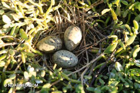 ÉCOLOGIE : À la découverte des colonies d’oiseaux qui peuplent l’îlot du PNLB (VIDÉO & PHOTOS )