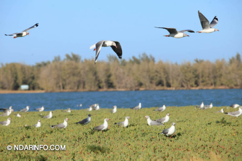 ÉCOLOGIE : À la découverte des colonies d’oiseaux qui peuplent l’îlot du PNLB (VIDÉO & PHOTOS )