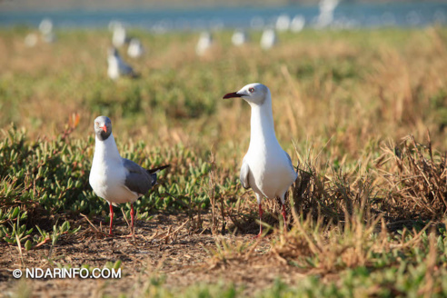 ÉCOLOGIE : À la découverte des colonies d’oiseaux qui peuplent l’îlot du PNLB (VIDÉO & PHOTOS )