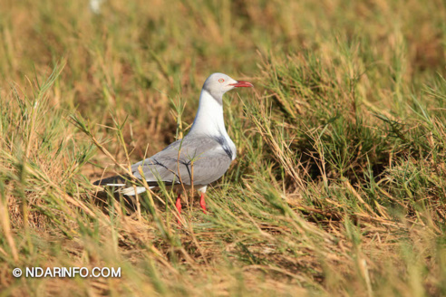 ÉCOLOGIE : À la découverte des colonies d’oiseaux qui peuplent l’îlot du PNLB (VIDÉO & PHOTOS )