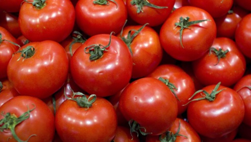 Saint-Louis : Ouverture d'une usine de production de tomates en octobre