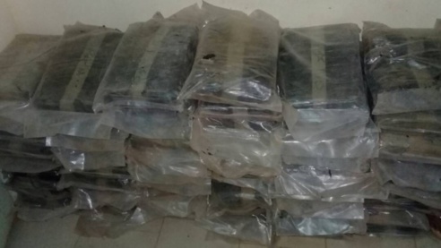 Tambacounda : 120 kg de chanvre indien saisis par la douane