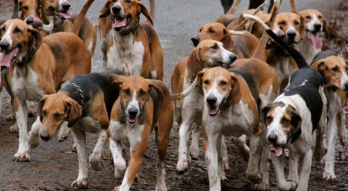 Insécurité : des chiens errants sèment la peur à Saint-Louis