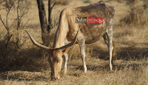 Le pastoralisme au cœur du développement dans le sahel (responsable) Le pastoralisme au cœur du développement dans le sahel (responsable)