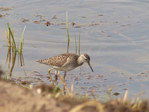 Source Photo : Jean-Marie DUPART, auuteur de l'ouvrage : les Oiseaux du Sénégal