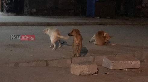 ILE NORD: Un homme « agressé » par  des chiens errants